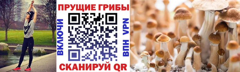 купить наркоту  OMG ссылка  Галлюциногенные грибы Psilocybine cubensis  Инта 